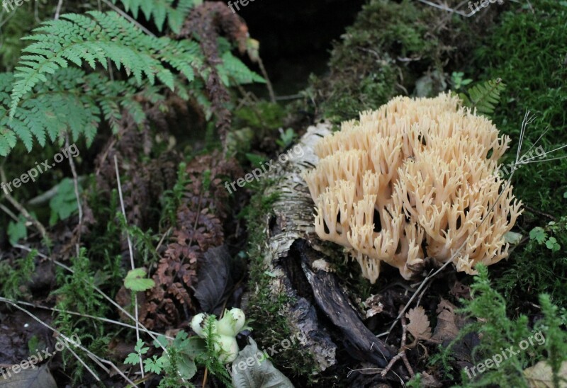 Fungus Mushroom Fern Autumn Season