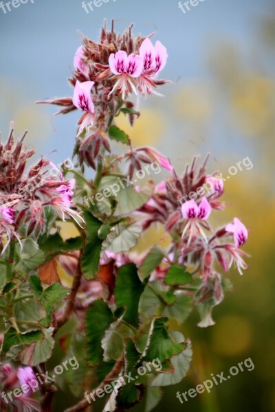 Blossom Bloom Flowers Flower Wild Flower