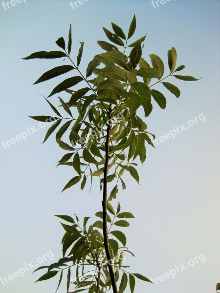 Pecan Tree Branch Nut Pecan Leaves