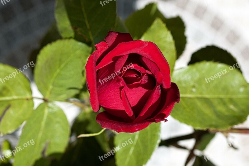 Rose Flower Rose Petals Nature Free Photos