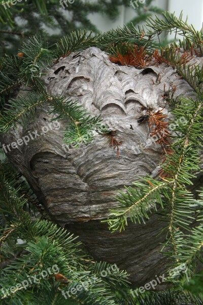 Wasp Nest Animal Nature Wildlife