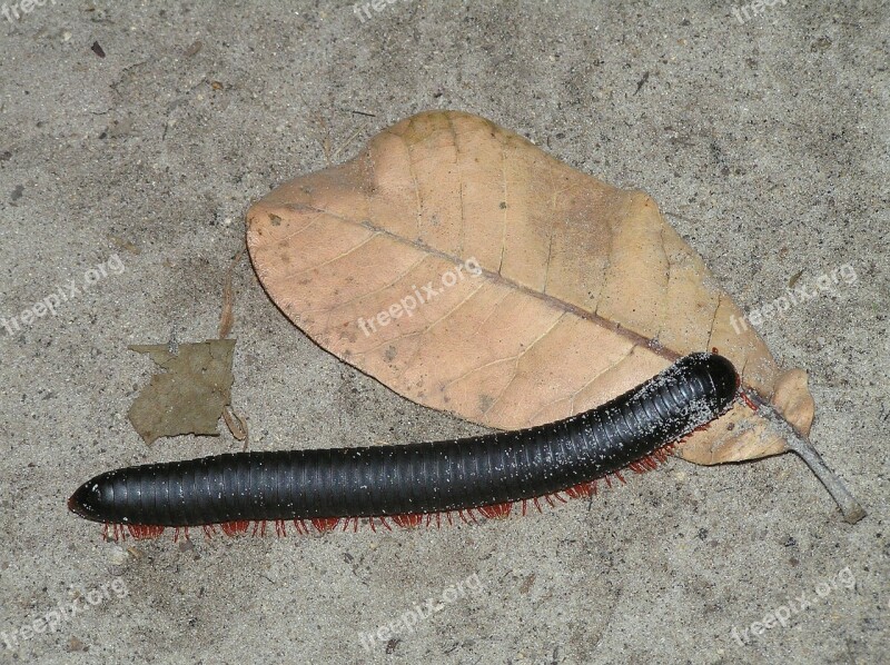 Centipede Centipedes Legs Africa Animals