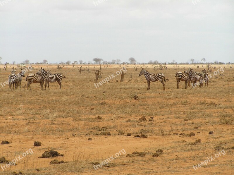 Zebra Animals Crosswalk Wild Animal Africa