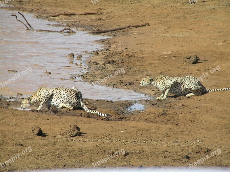 Predator Cheetah Animal World Creature Hunting