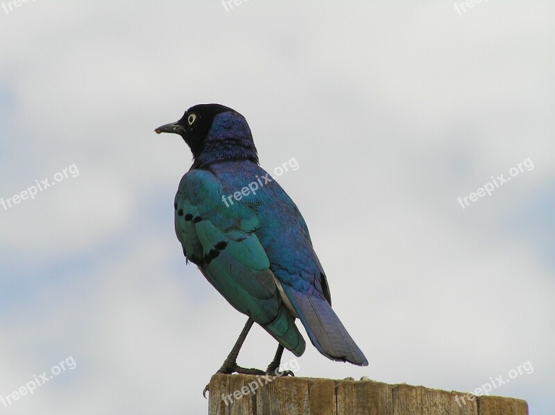 Bird Animal Nature Blue Africa