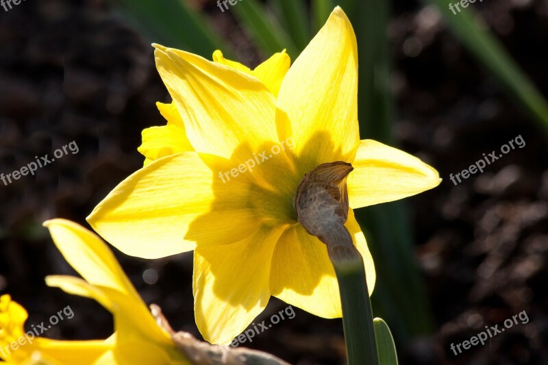 Narcissus Pseudonarcissus Daffodil Ostergloeckchen Heyday To Easter