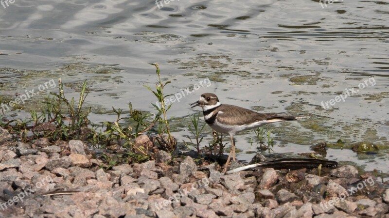 Shorebirds Sandpiper Birds Water Lake