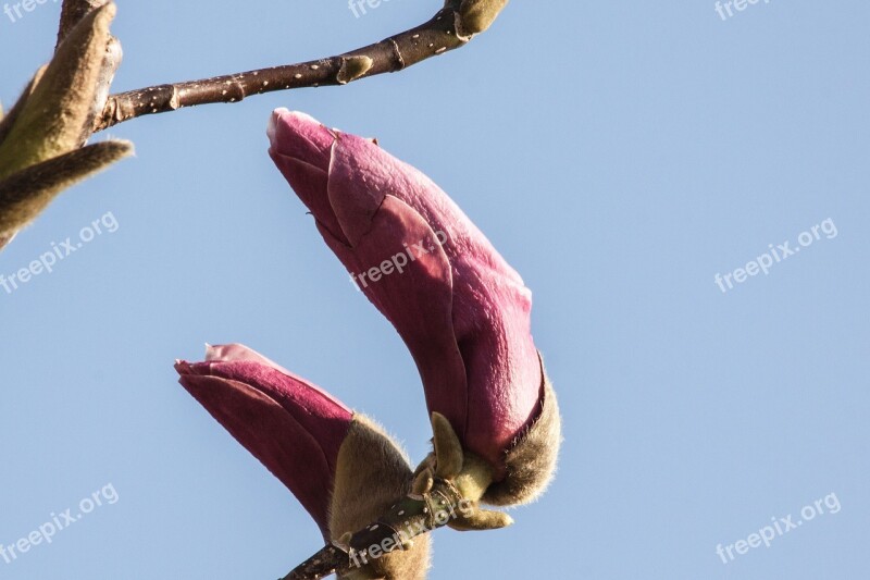 Magnolia Blossom Bloom Bush Spring