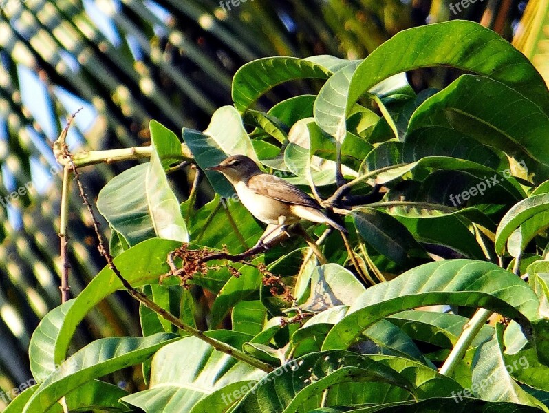 Common Chiffchaff Chiff Chaff Phylloscopus Collybita Bird Passerine