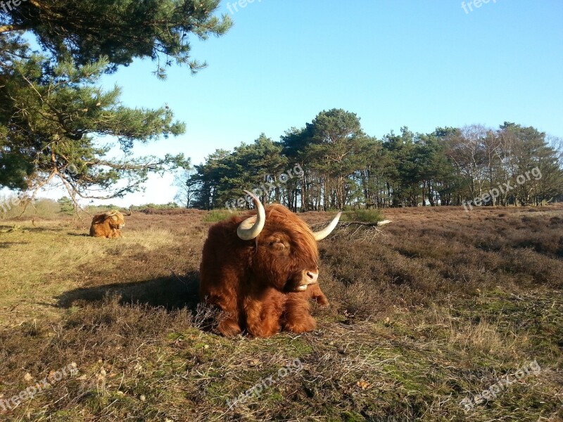 Soester Dunes Nature Beast Scottish Highlander Landscape