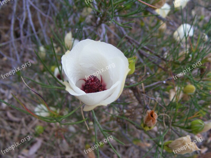 Desert Flower Flower Drought Outback Free Photos