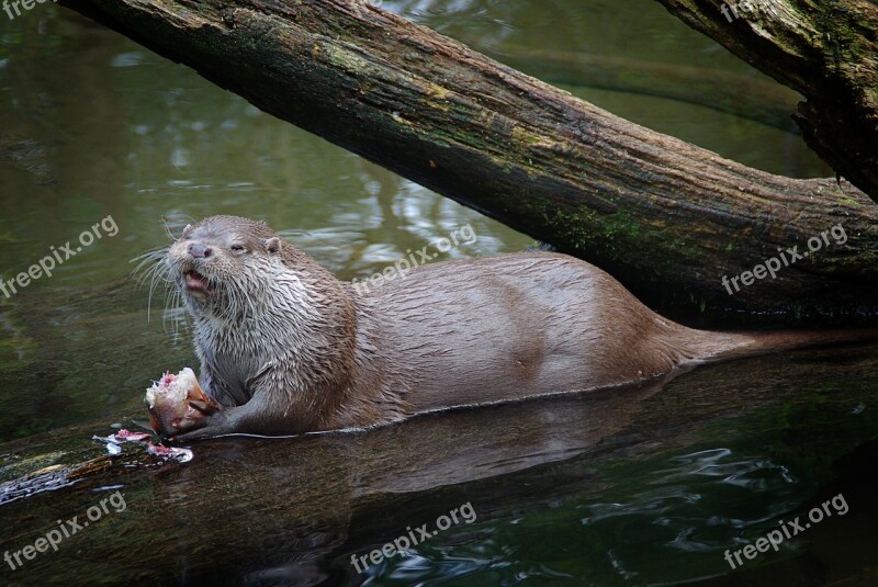 Otter Animal Pond Zoo Free Photos