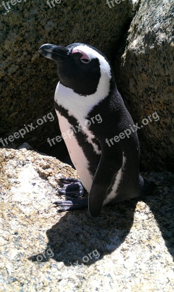 South Africa Penguin Beach Free Photos