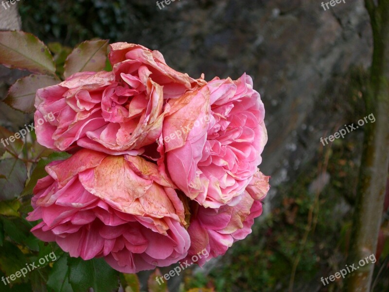 Baroque Roses Rose Autumn Faded