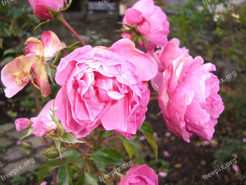 Roses Autumn Pink Blossom Bloom