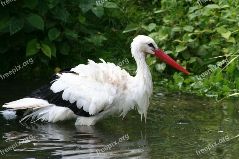 Stork White Stork Bird Eastern Wing