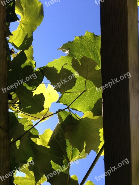 Vines Vineyard Light Wine Growing Grape