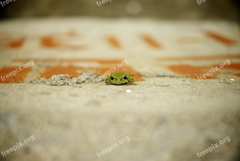 Frog Summer Tree Frogs Free Photos