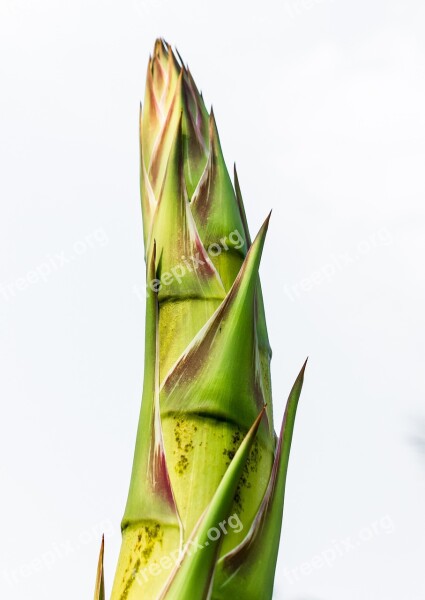 Agave Root Agave Flower Agave Free Photos