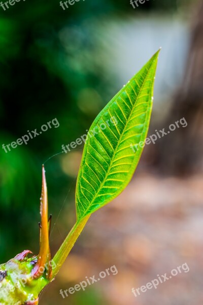 Young Drove Branches Tree Plant Spring