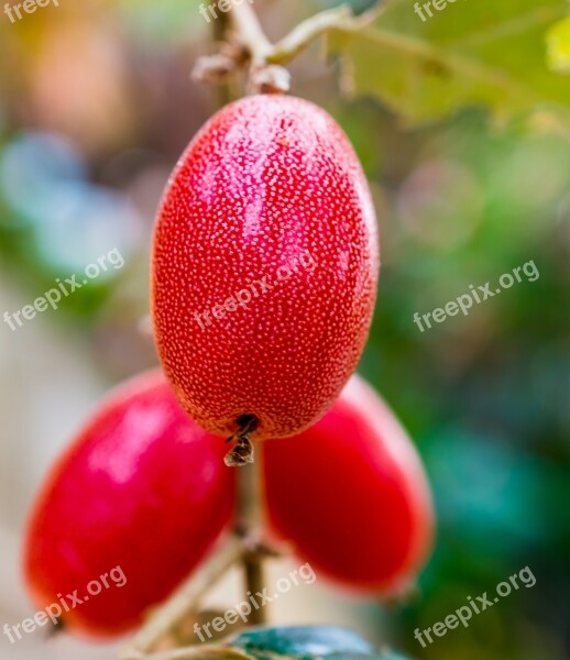 Berries Fruit Red Free Photos