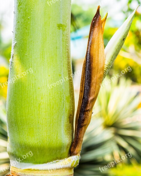 Palm Blossom Palm Palm Green Palm Tree Root Free Photos