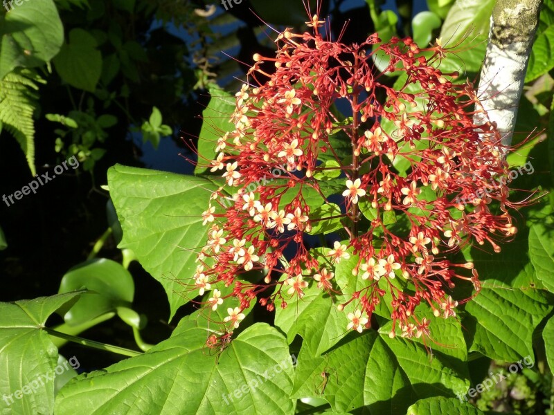 Flower Blossom Bloom Rainforest Tropics