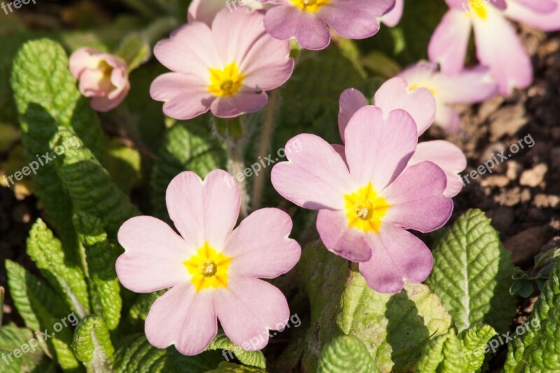 Primroses Primula Vulgaris Hybrid Purple Pastellfarben Genus