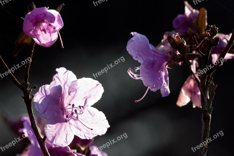 Bush Spring Flowers Blossom Bloom