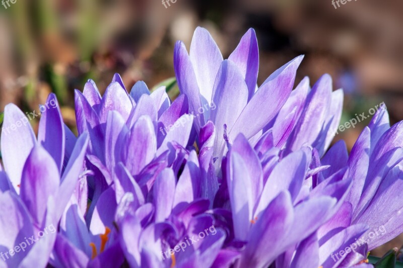 Spring Crocus Schwertliliengewaechs Spring Crocus Flowers