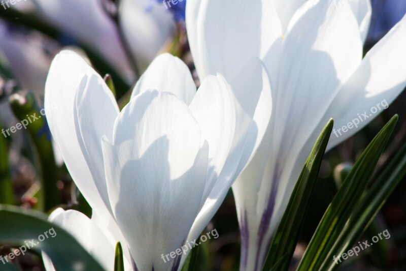 Spring Crocus Schwertliliengewaechs Spring Crocus Flowers