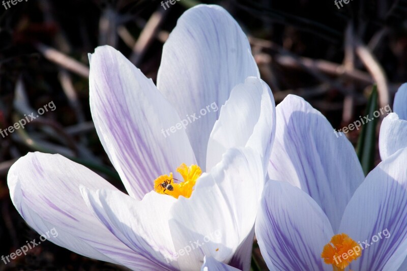 Spring Crocus Schwertliliengewaechs Spring Crocus Flowers