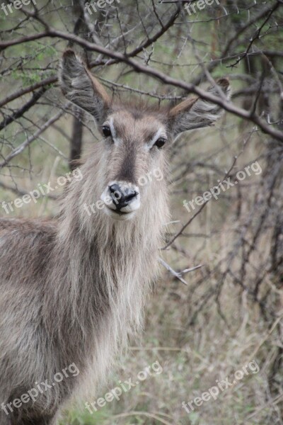 Waterbuck Bock Wild Animal Animal Animals