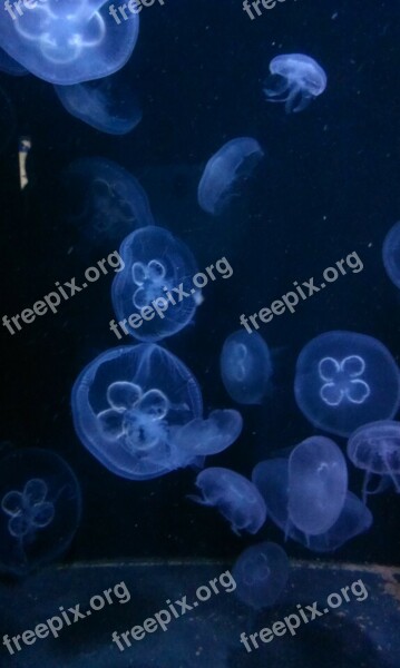 Jellyfish Blue Moon Circle Community