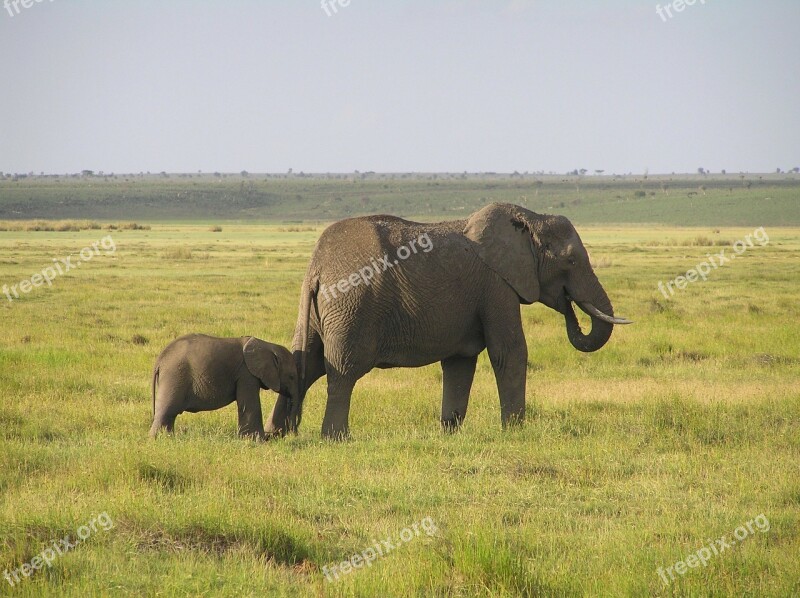 Elephant African Bush Elephant Africa Wilderness Animal