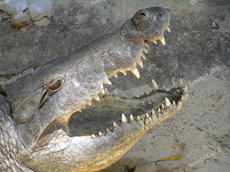 Crocodile Close Up Dangerous Tooth Eye