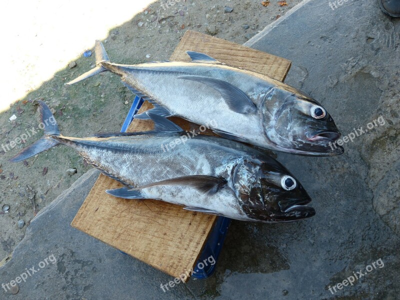 Fish Fisherman Fishing Catch Fish Ocean