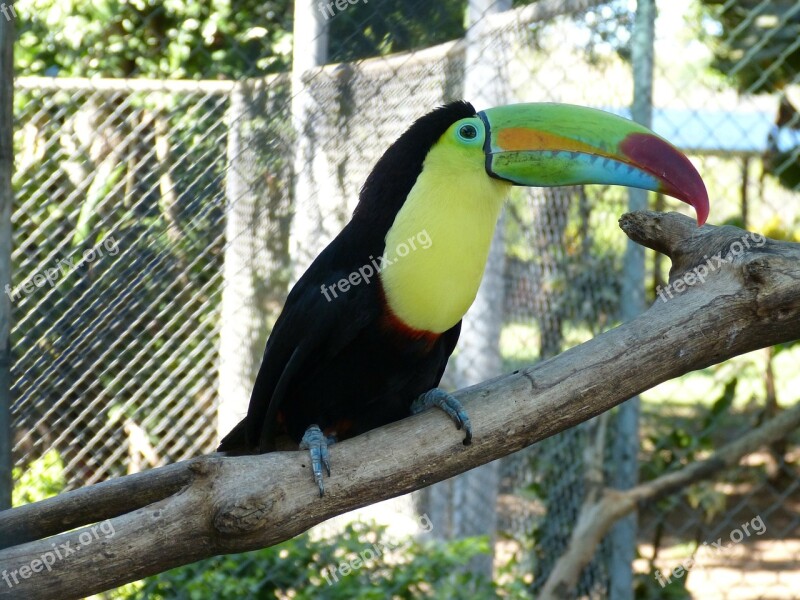 Toucan Tropical Bird Bird Bill Colorful