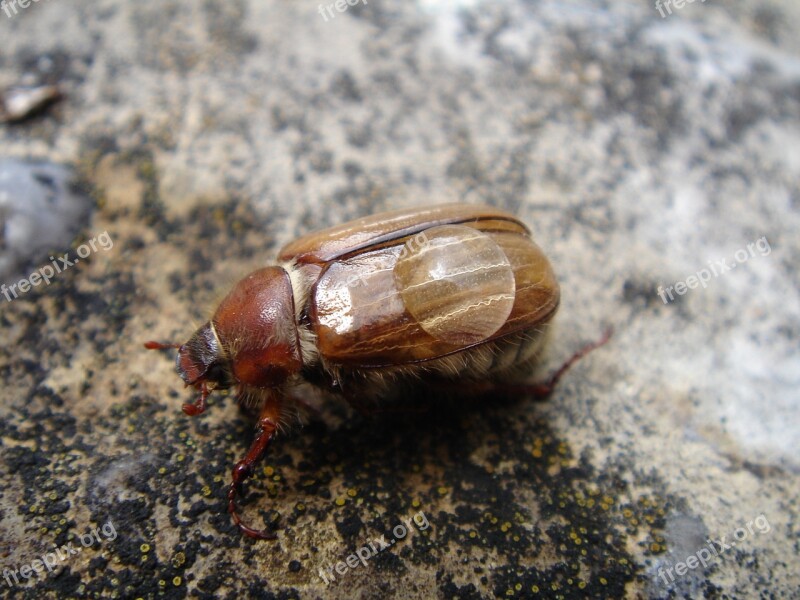 Maikäfer Beetle Chafer Drip Dewdrop