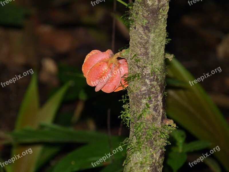 Rainforest Plant Forest Nature Jungle