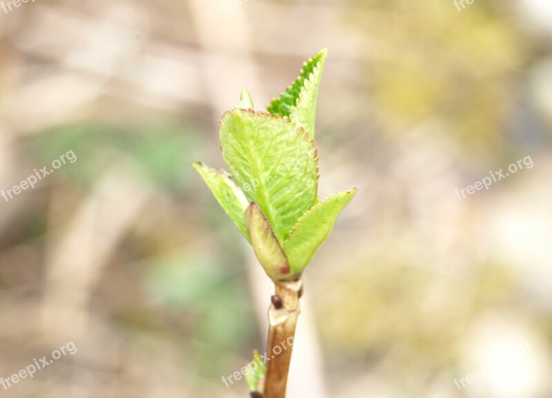 Bud Hydrangea Green Ornamental Shrub Free Photos