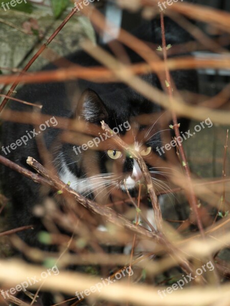 Cat Hunting Hiding Place Free Photos