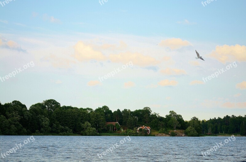 Bird Seagull Animal Water Bird Sea