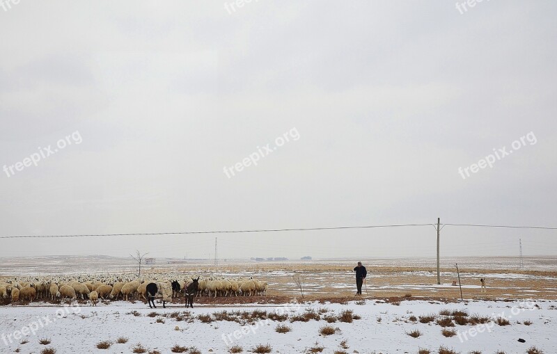 Man Sheep Shepherd Flock Winter