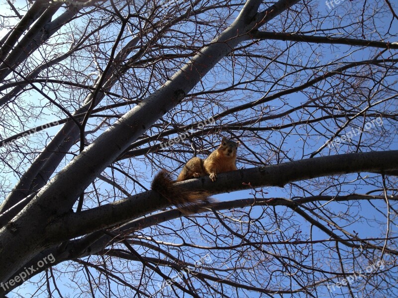 Squirrel Animal Climb Tree Branch