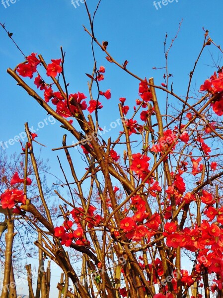 Flower Flowers Red Nature Sky