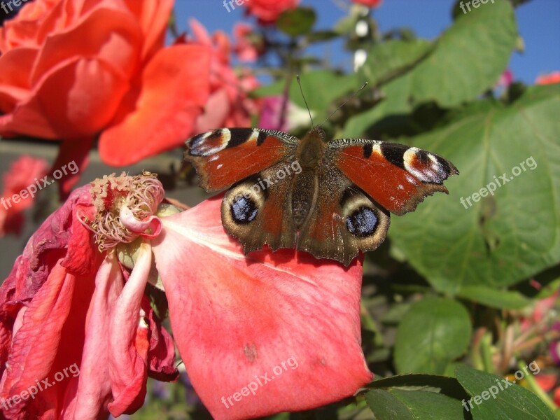 Peacock Butterfly Butterfly Peacock Close Up Free Photos