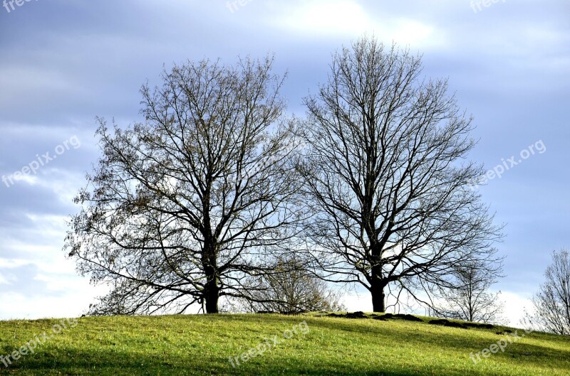 Tree Trees Nature Natural Colorful