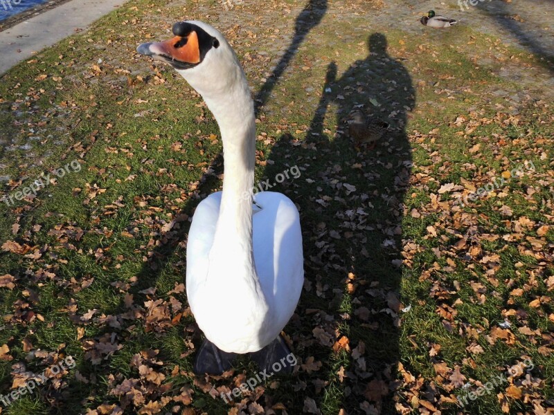 Swan Gooseneck Water Bird Animal World Bank