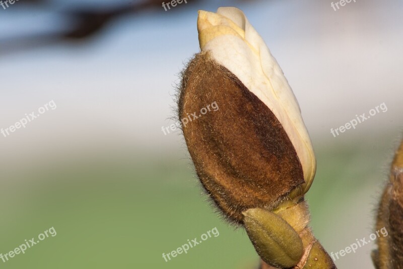 Magnolia Blossom Bloom White Bush